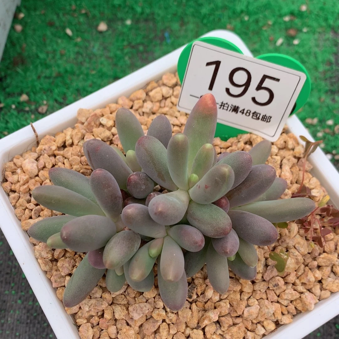 肉****烟花无砍一物一拍195