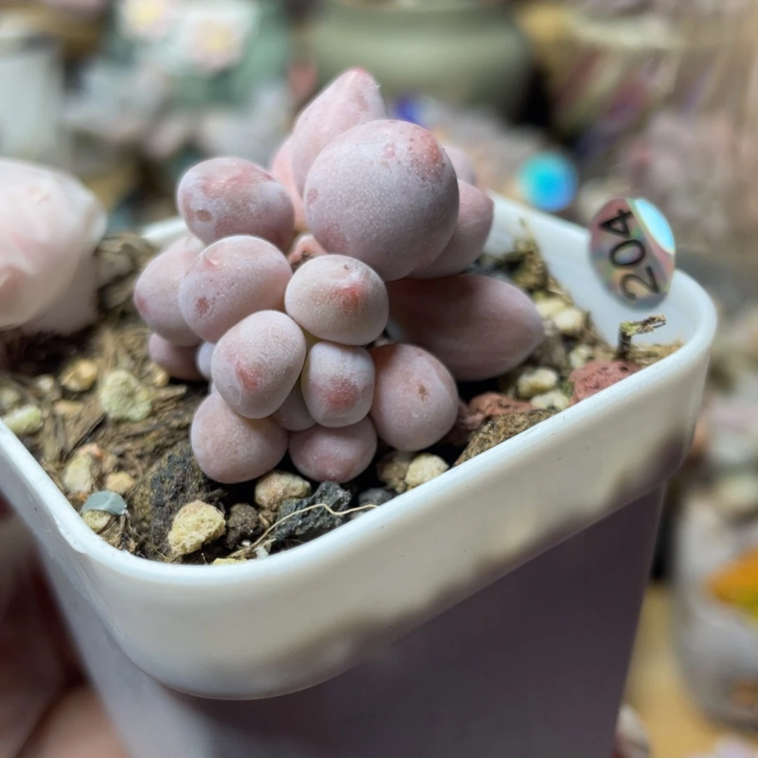 D霉蛋蔓越莓奶酪多肉