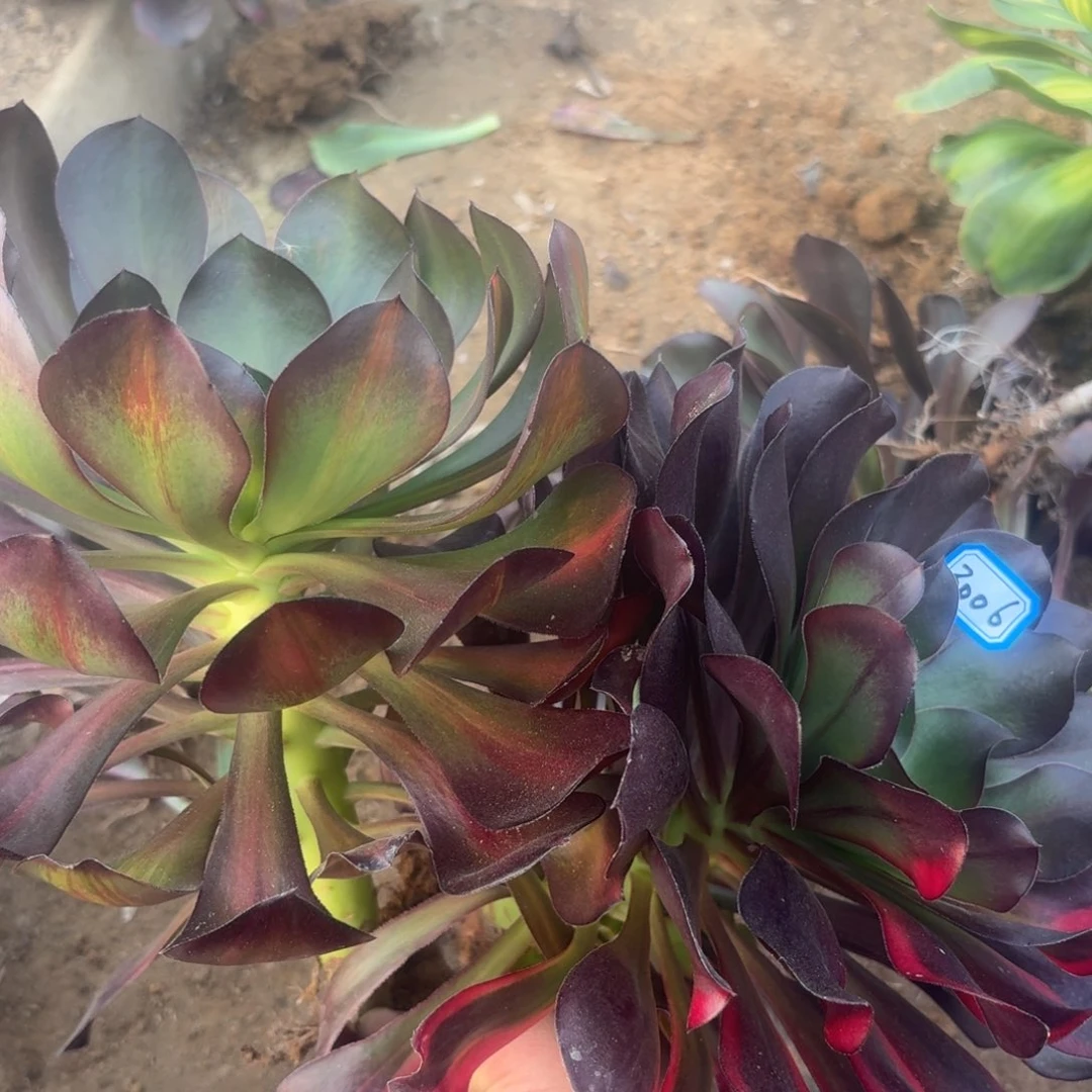 巫毒组合福利3006