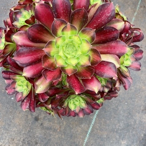 多肉植物韶华锦。