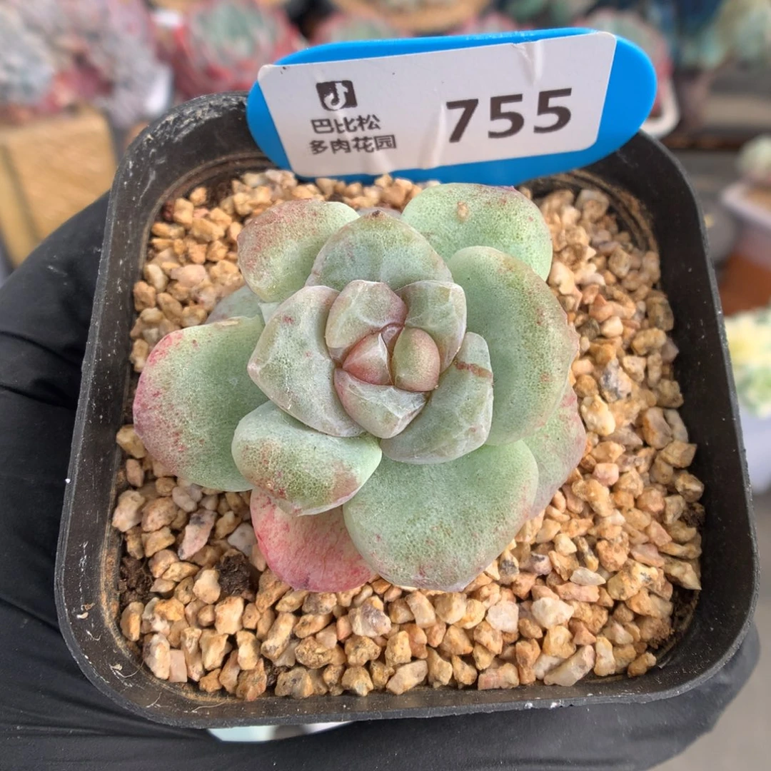 755 冰玉石化多肉