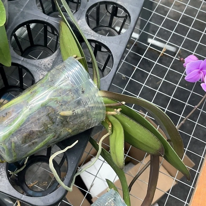 一**晴实生苗盲盒3.0不带剑