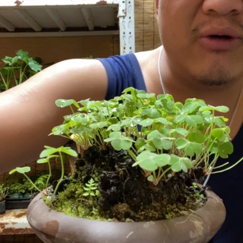 红陶郭*一物一拍所见即所得268