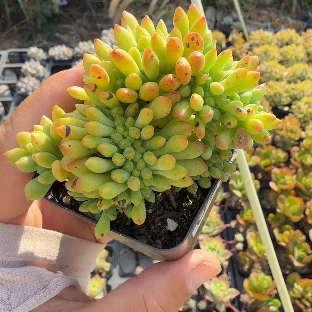 076七公分青松缀满20包邮