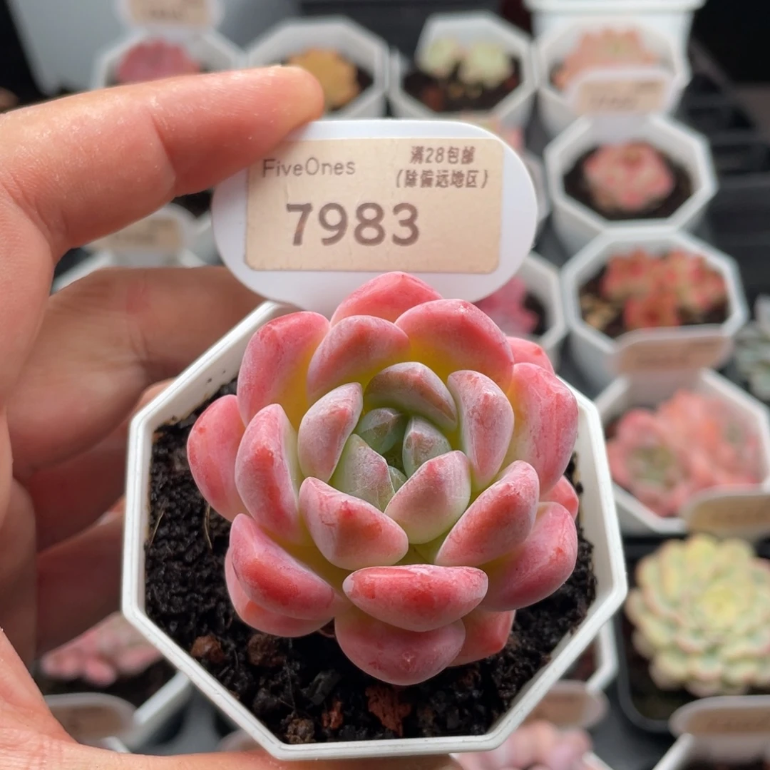 心心糖7983-5厘米