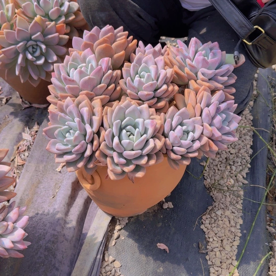 4奥普多肉植物物流
