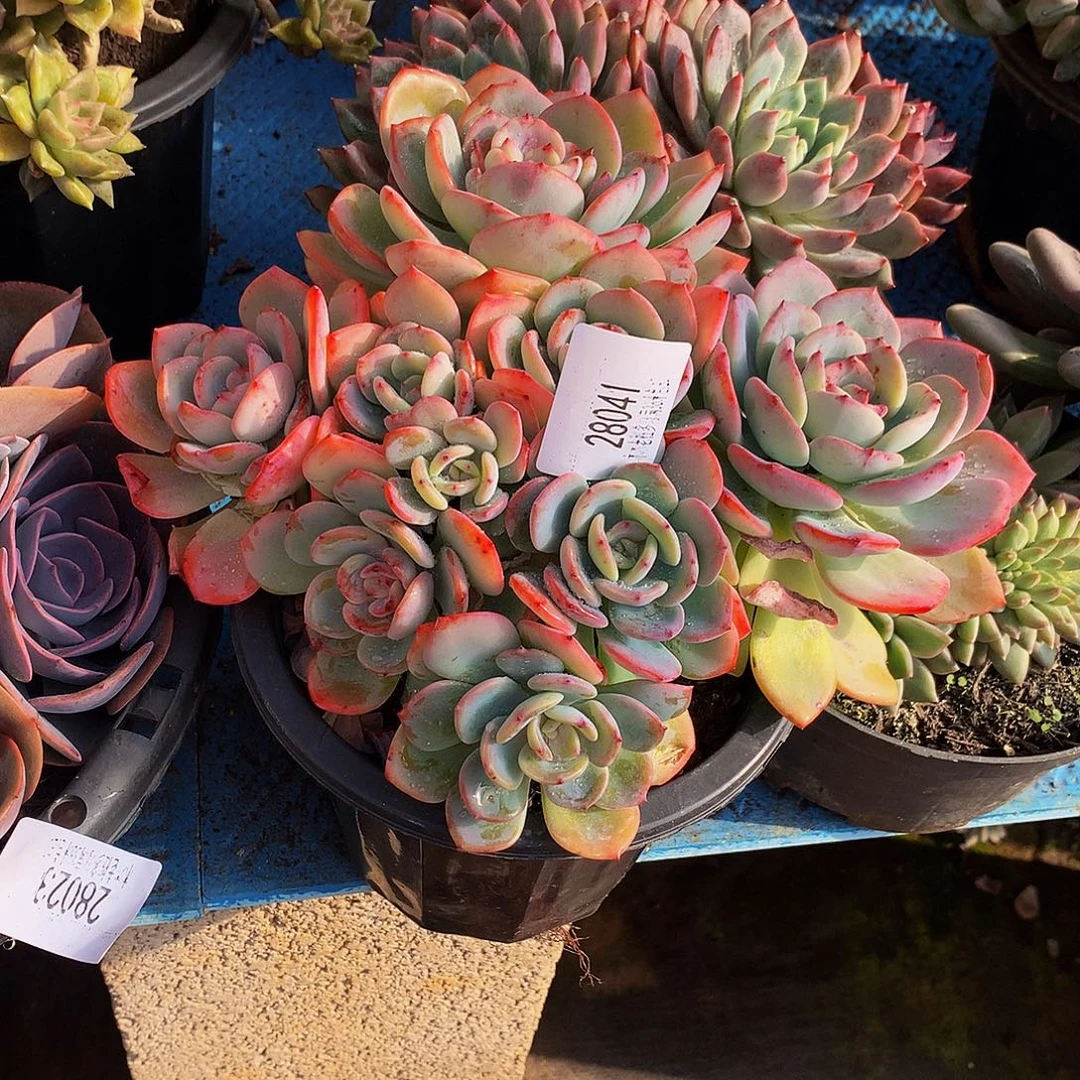 一****   白月光多肉28041