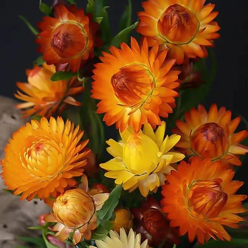 【新疆西藏包邮】盆栽麦秆菊种子四季阳台种籽观赏花卉庭院种植花种