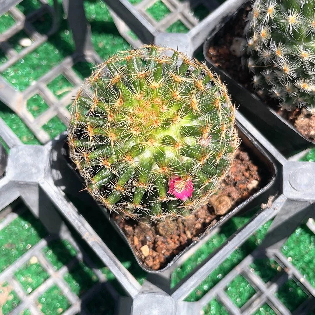 明星福利带盆发货