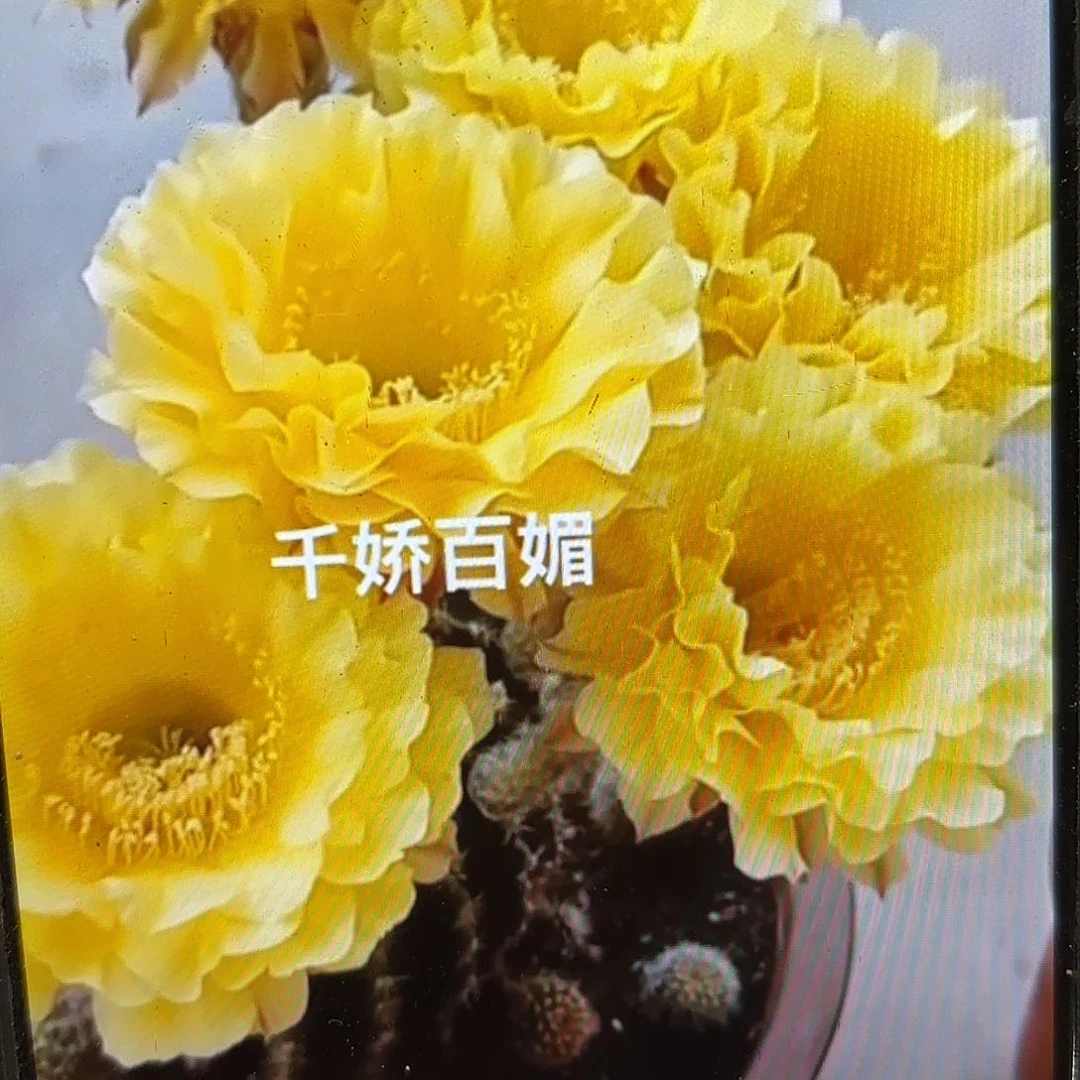 娇媚彩侧牙20包邮42