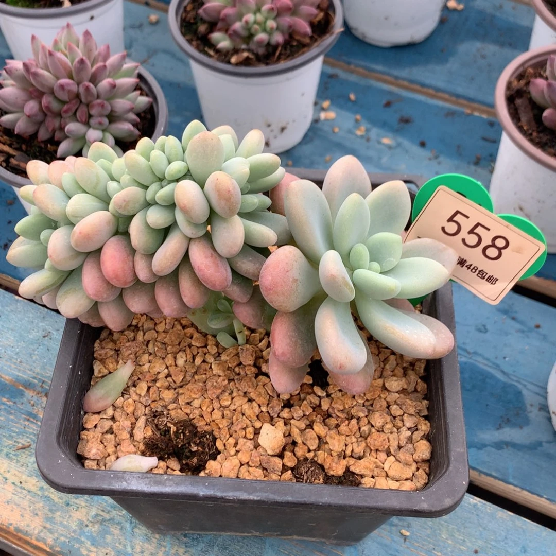 洛神缀化一物一拍558