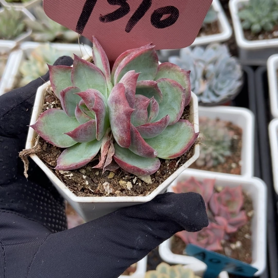 7310惊鸿仙子多肉植物