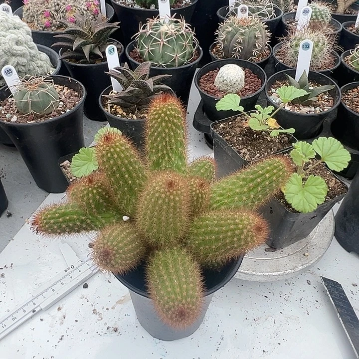 华***仔完全开放特价商品