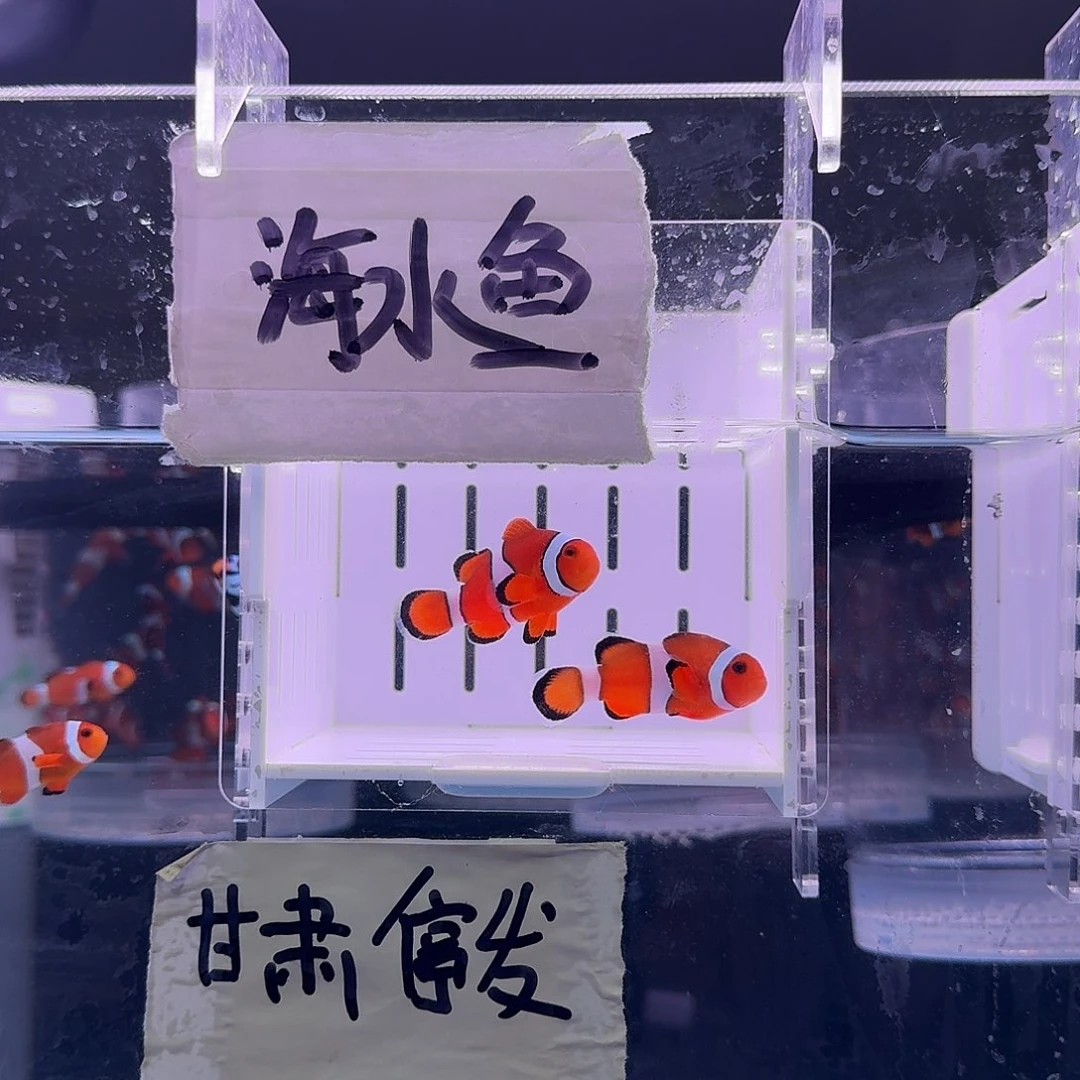 海水鱼4+精品黑边公子一对