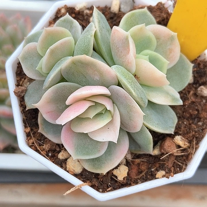 多肉植物蓝色惊喜锦848