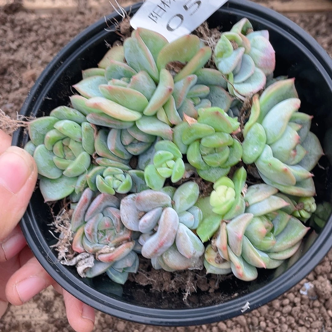 多肉植物多肉植物53