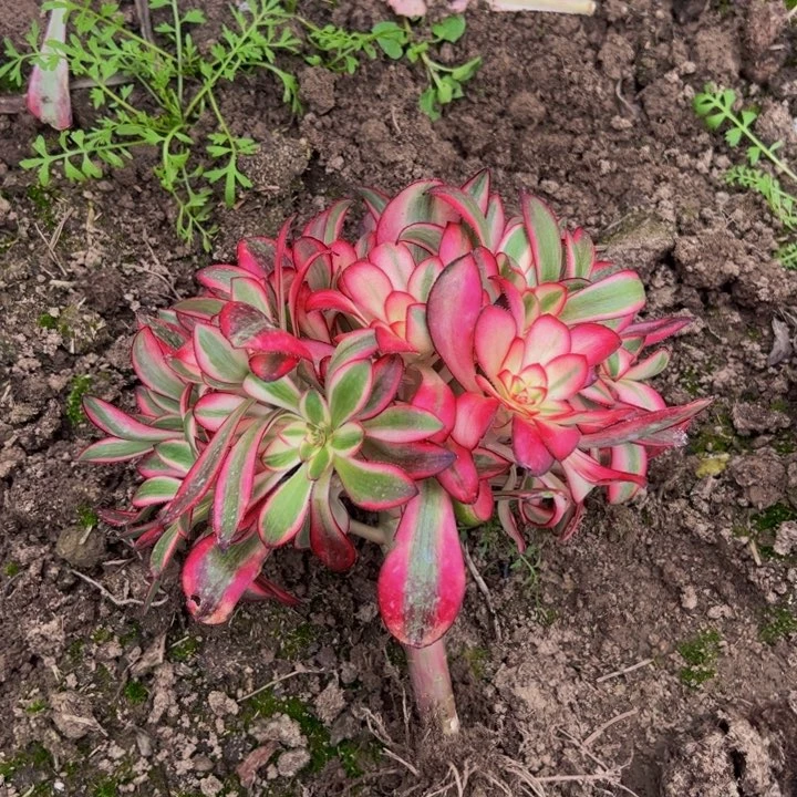 171多肉植物法师