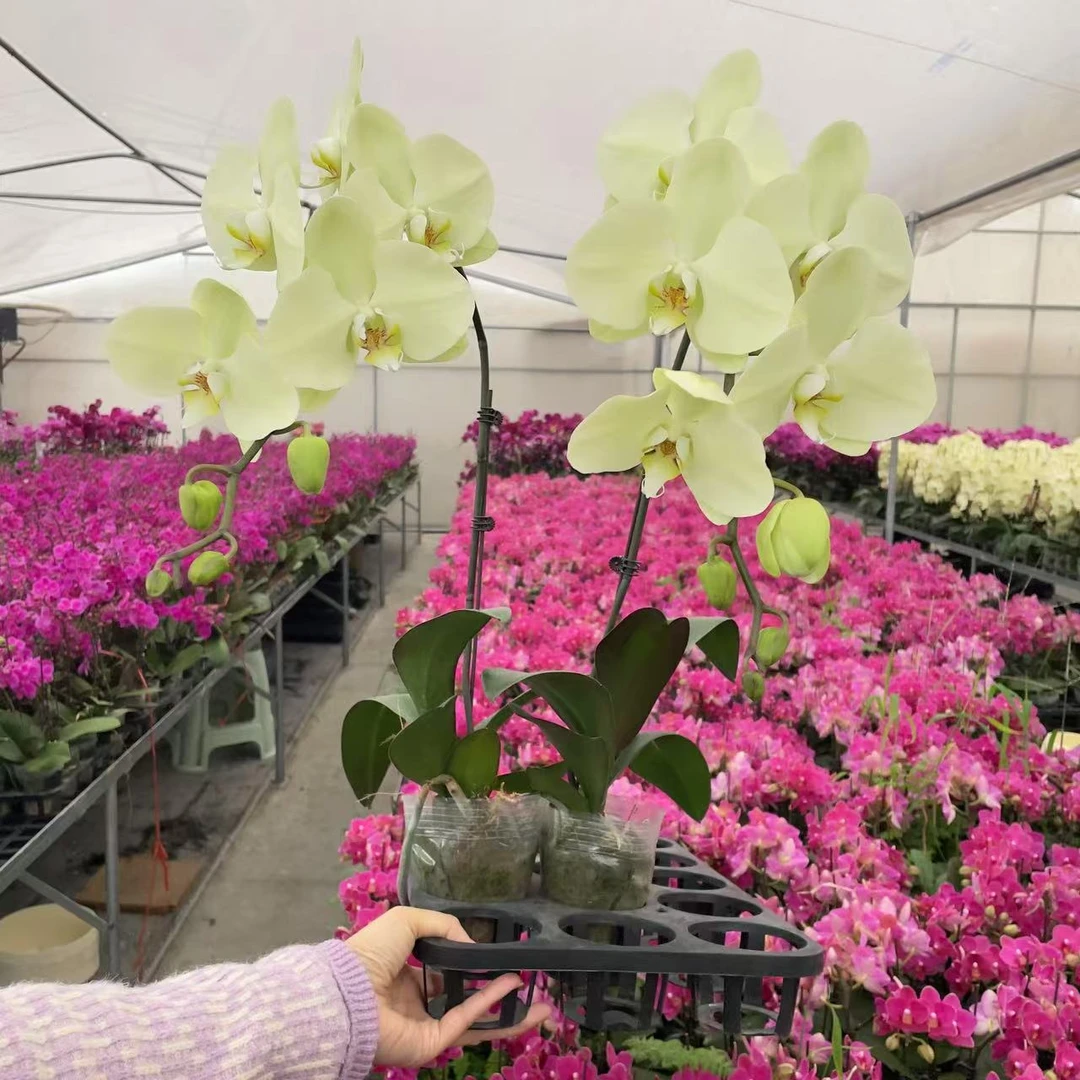 单棵《日光浴》3.0加高精品蝴蝶兰  好养耐开  室内花卉