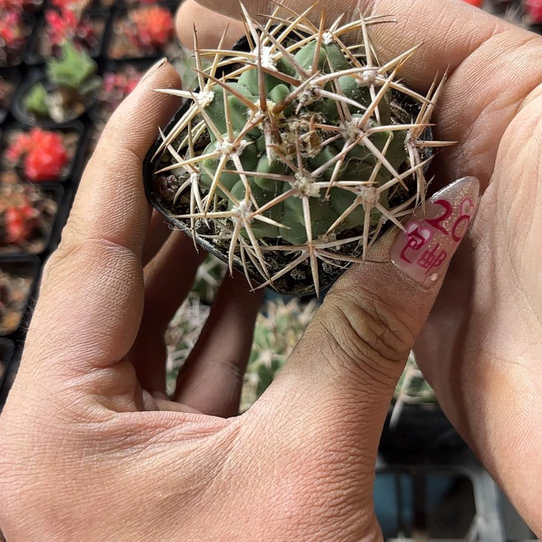 精选碧岩玉单头发货有根发货