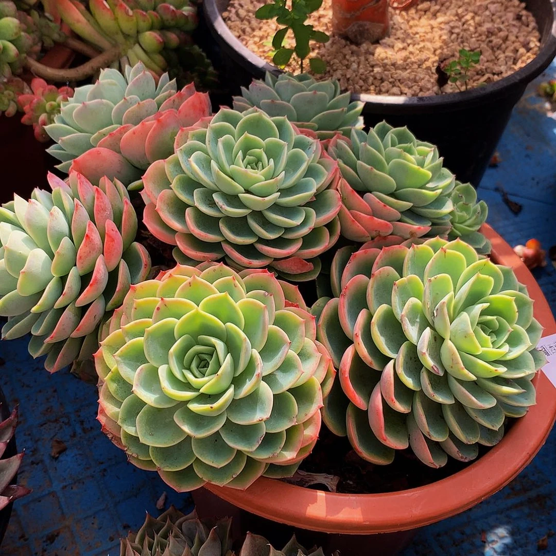 A***y哈密瓜23034多肉多肉