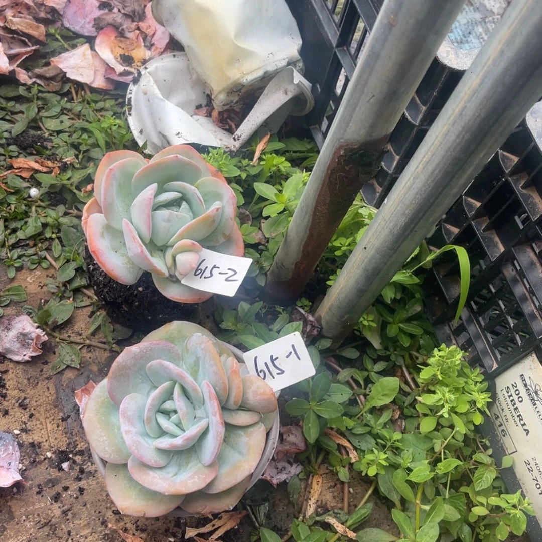 鱼*宝多肉植物奶茶615-1-2