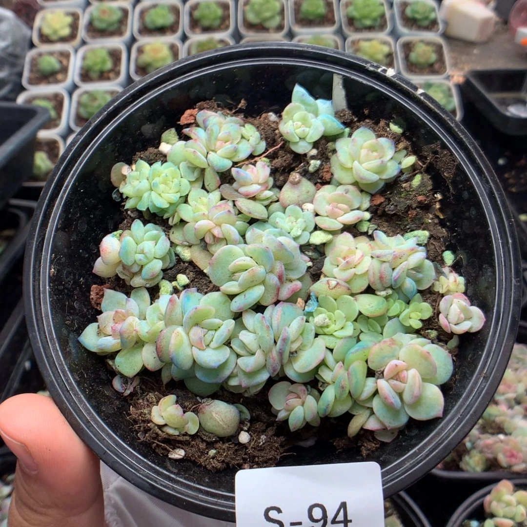 无花朵S94英语英语