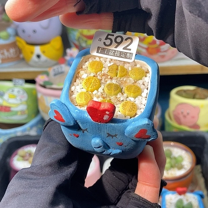 大舅生石花肉锥多肉 592