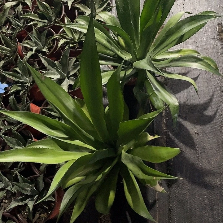青***昊无花朵龙舌兰绿色植物
