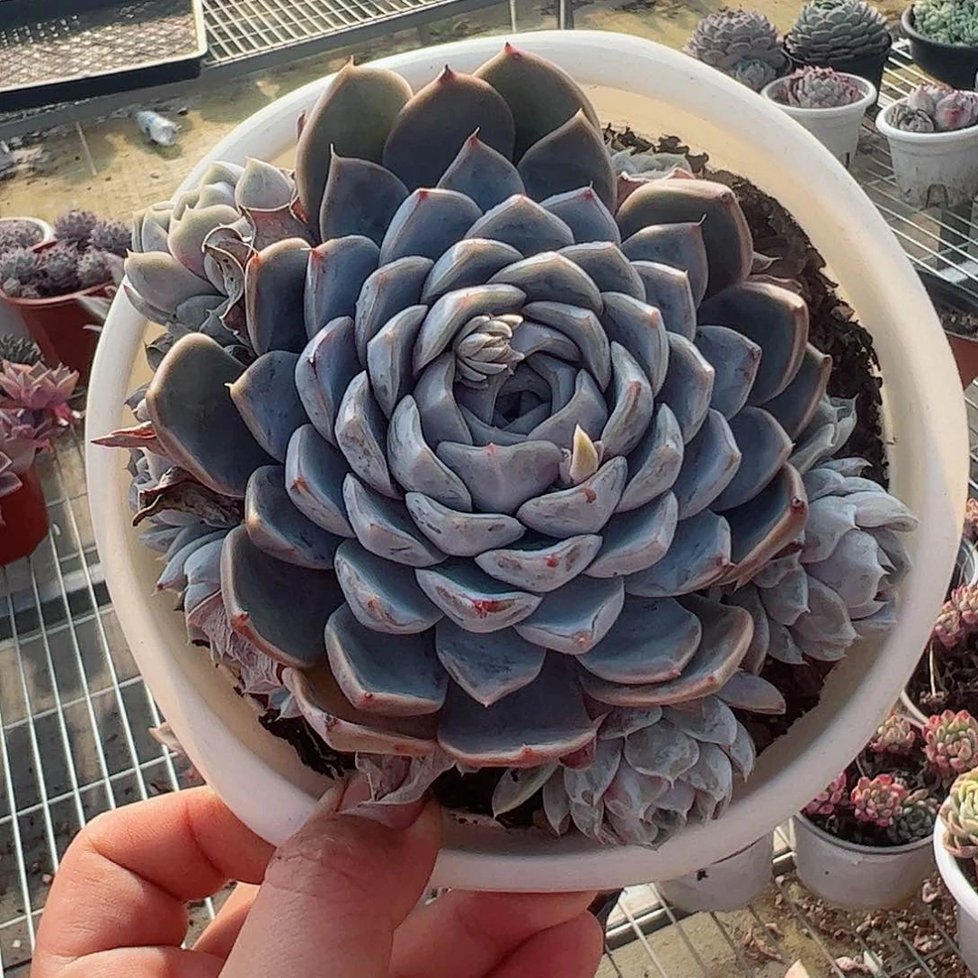 雪兔大盆单头带仔