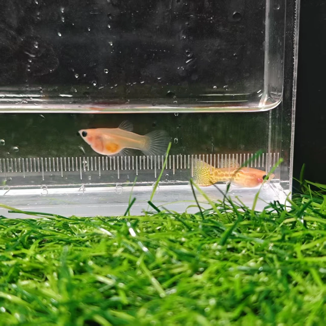 黄蕾斯玻璃猫压成孔雀鱼