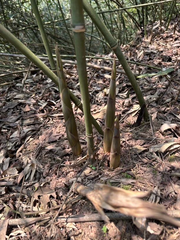 四川新鲜野生水竹笋