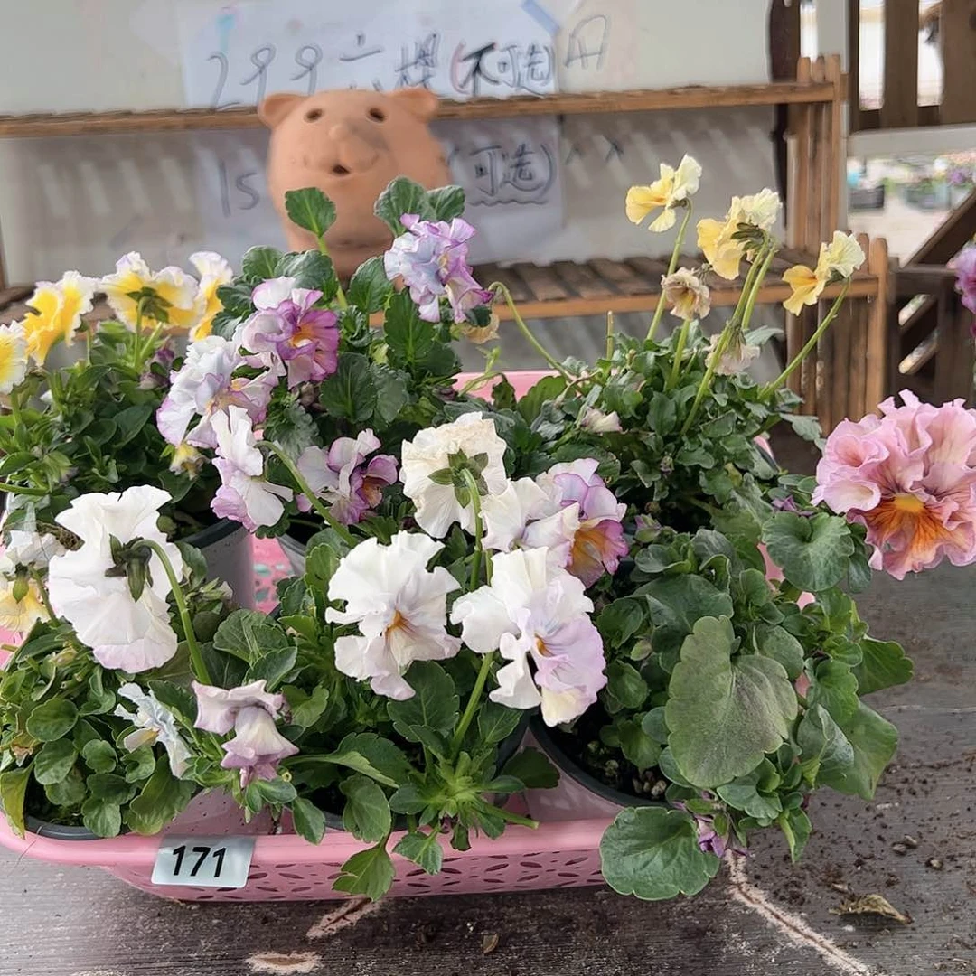 【闪购商品】171号