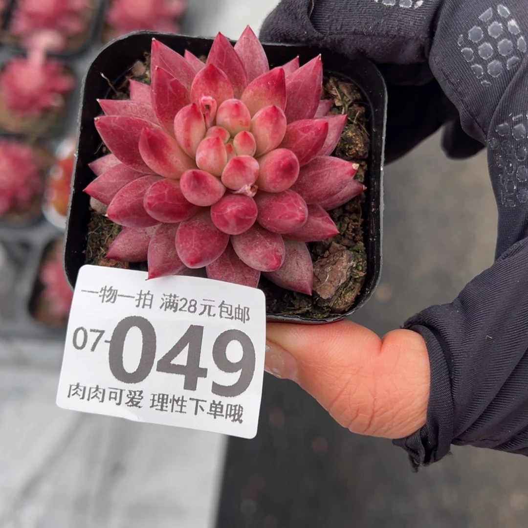 金鱼姬多肉多肉多肉多肉多肉