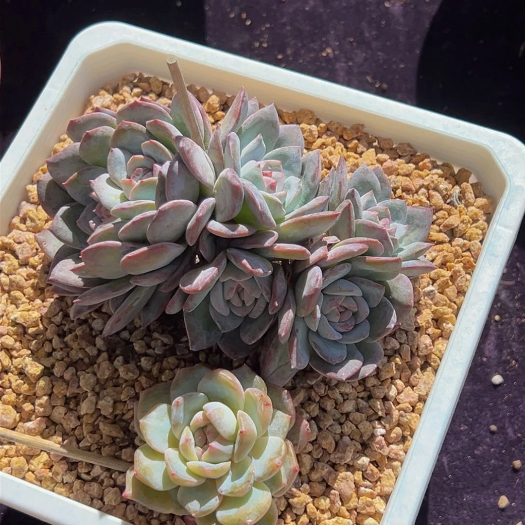 新年快乐 新年快乐