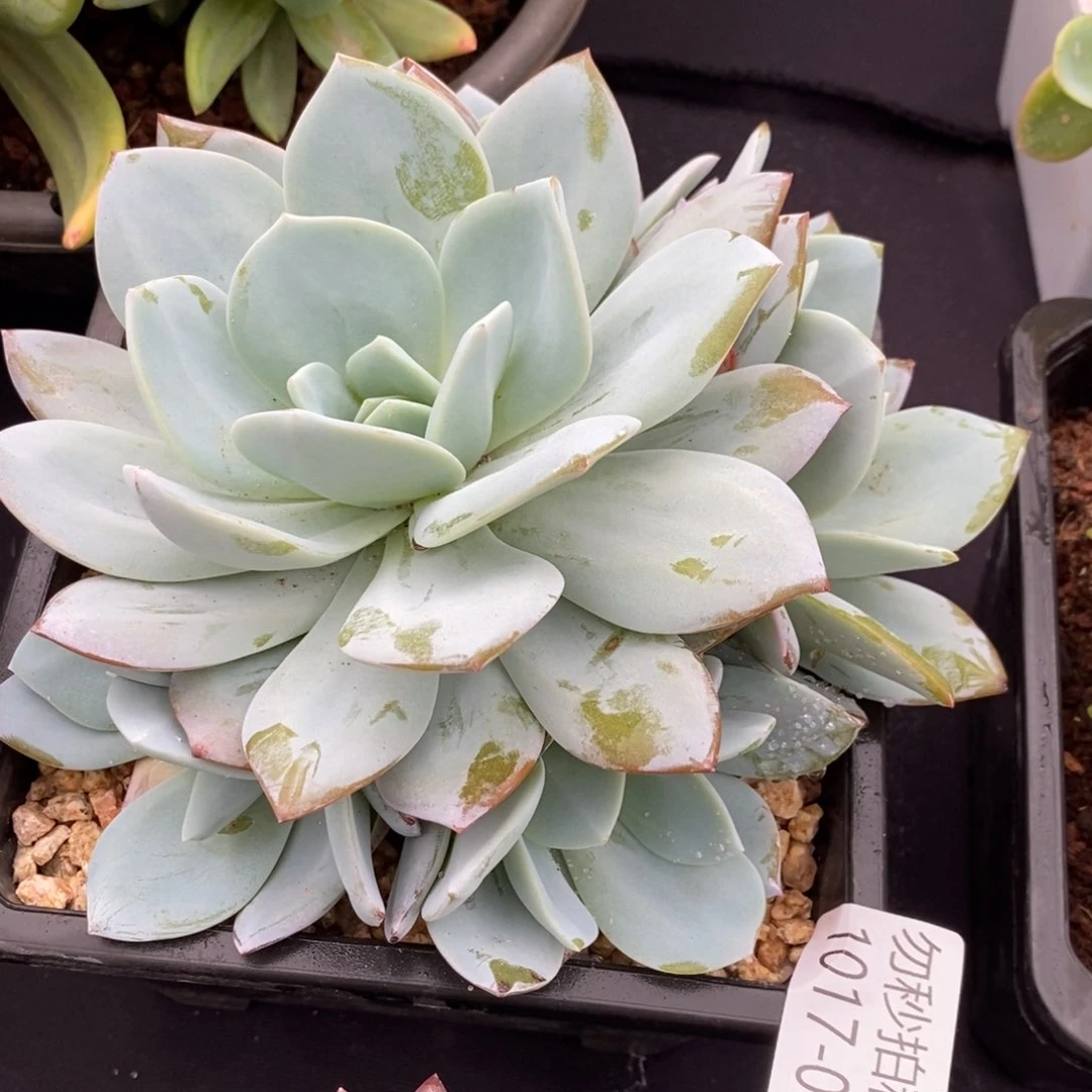 两单包邮1017-21奶茶