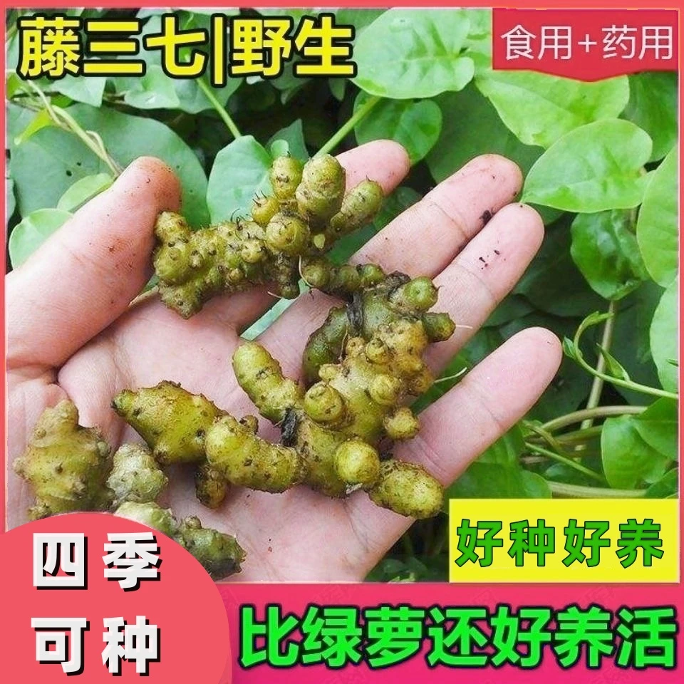 野生藤三七种球 盆栽种植爬藤植物田七懒人绿植四季可种好养活