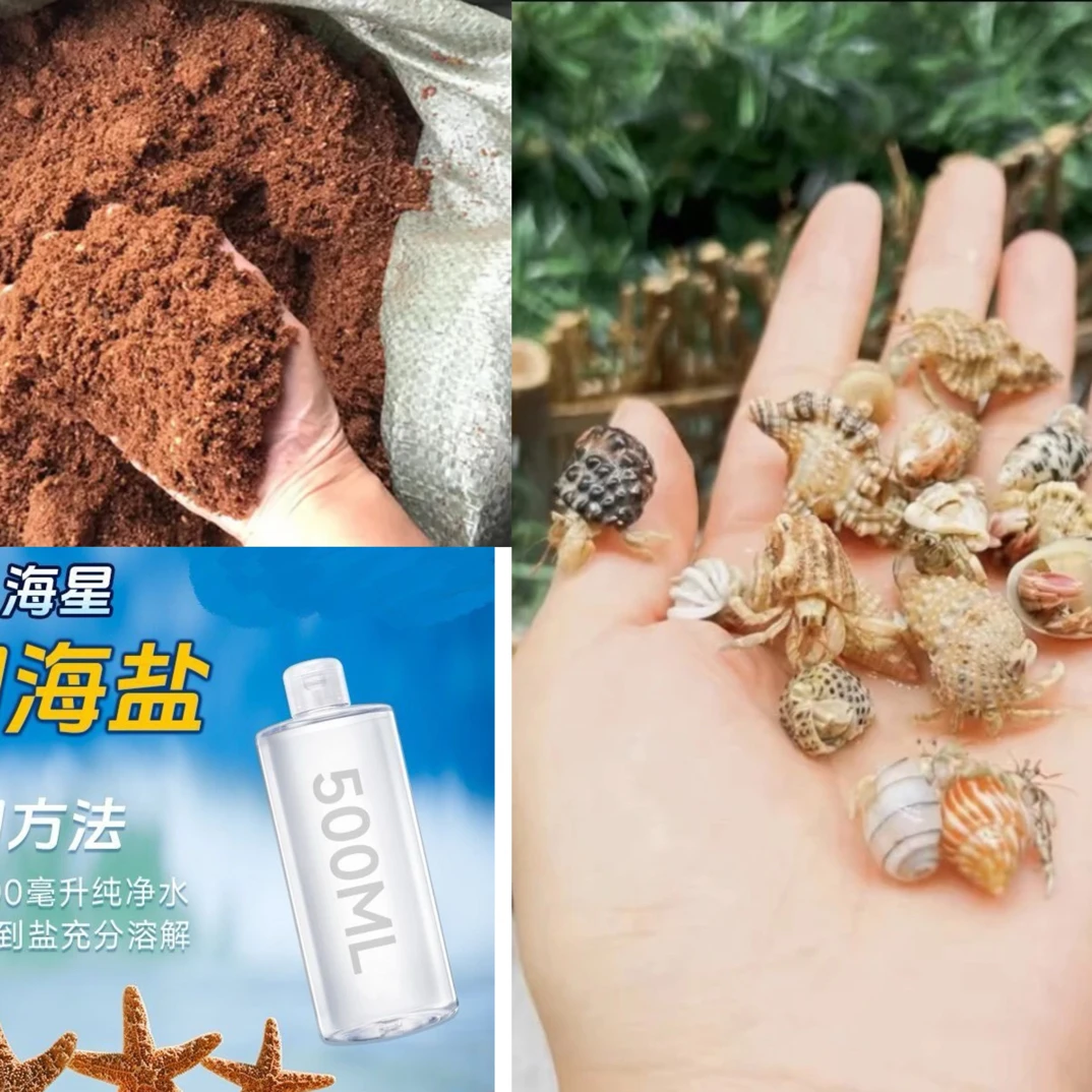 新手套餐豆丁寄居蟹+椰砖+海盐套餐