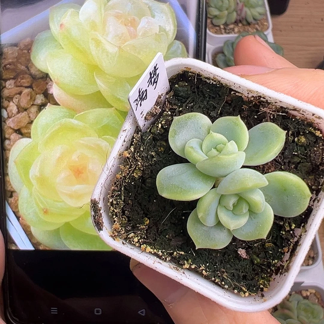 双头清梦 原价38