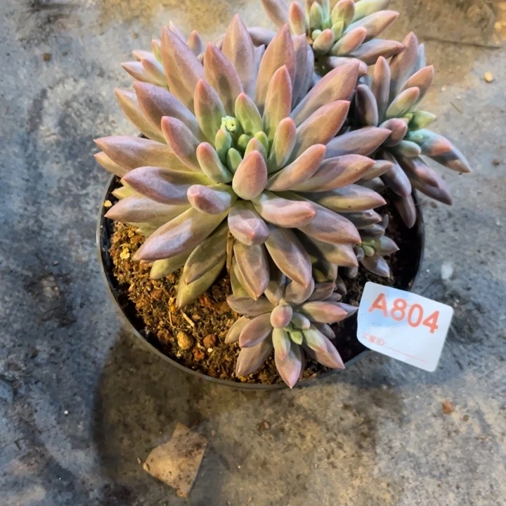 804满20包邮脱土发货