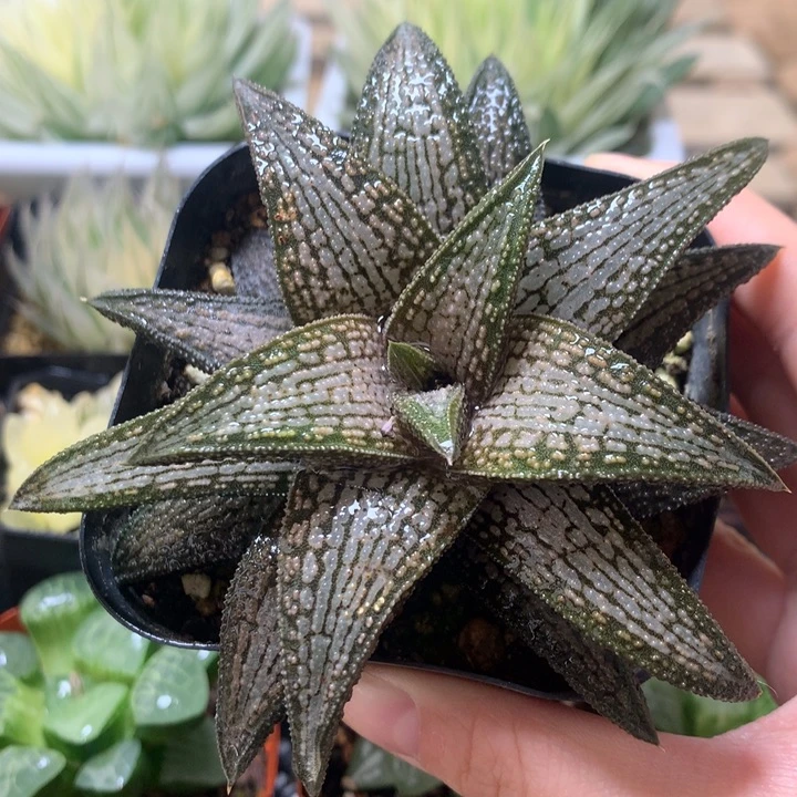 银带桥一物一拍脱土发