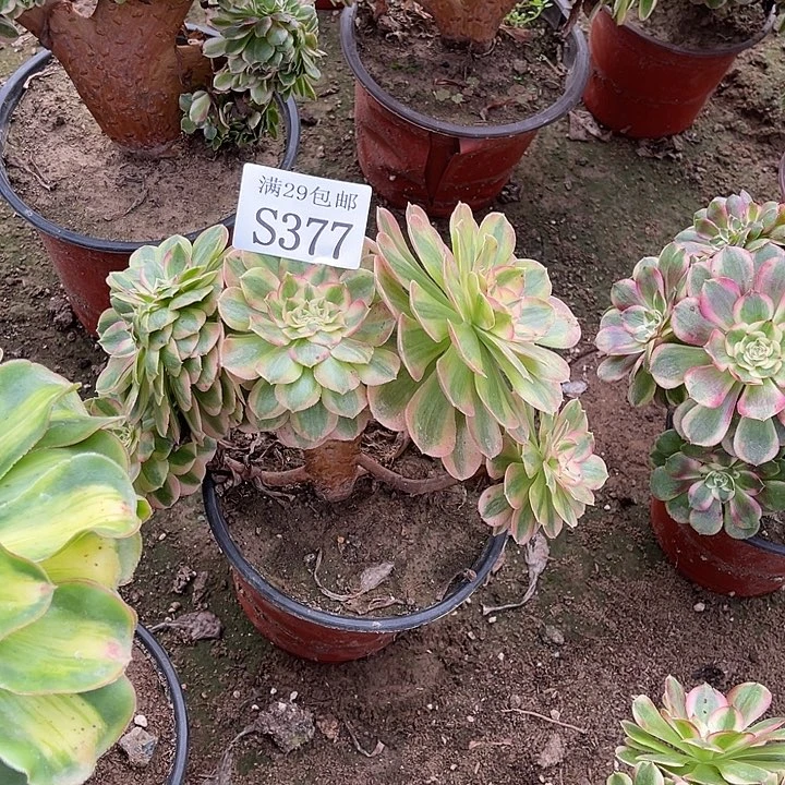 377万白缀多肉植物