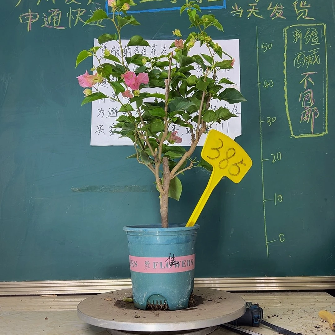 当前无花栽培后可以开花红粉佳人 385