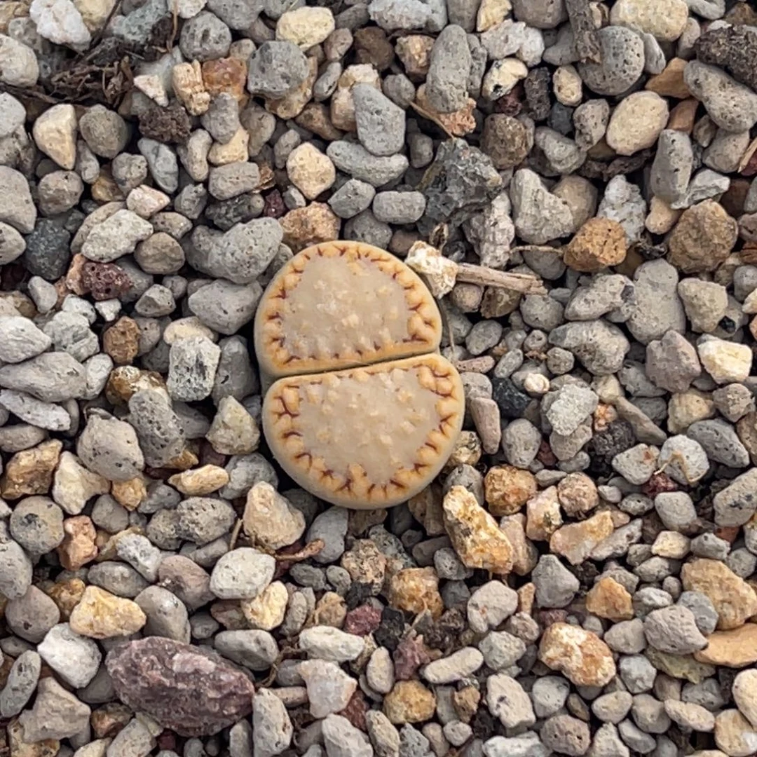 8304金边饼干一颗