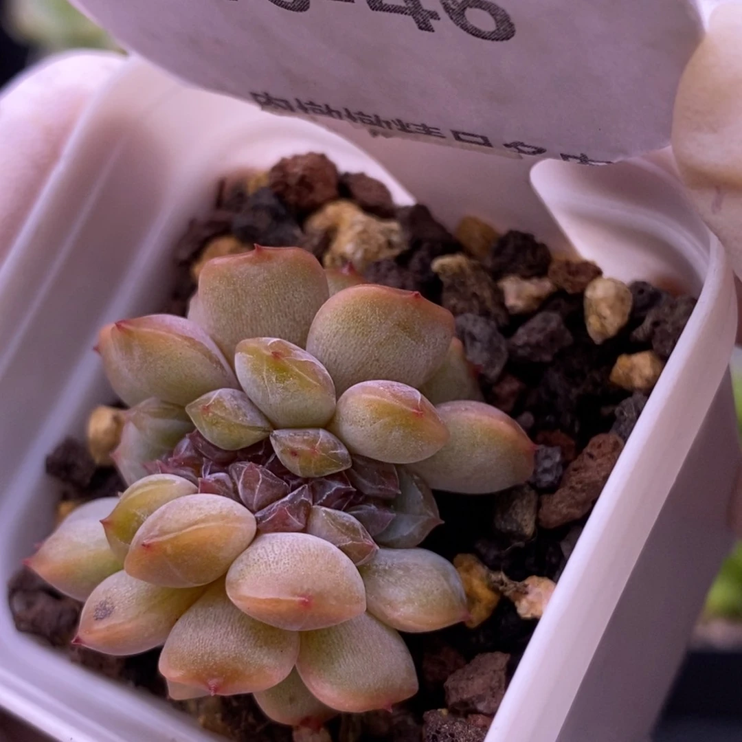 【闪购商品】10-46红恋缀