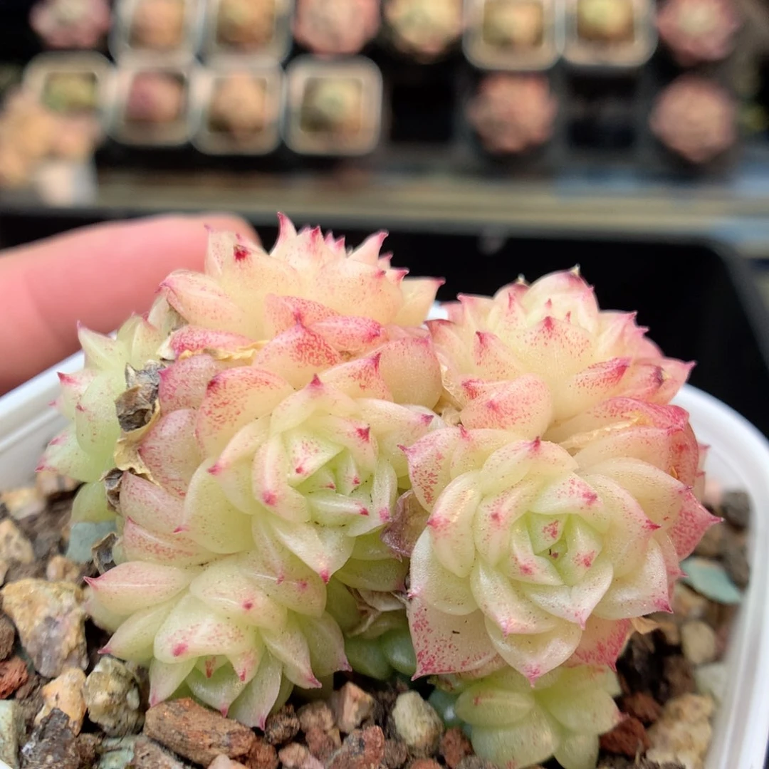 E125 ，20包邮两天凑单偏远不发货