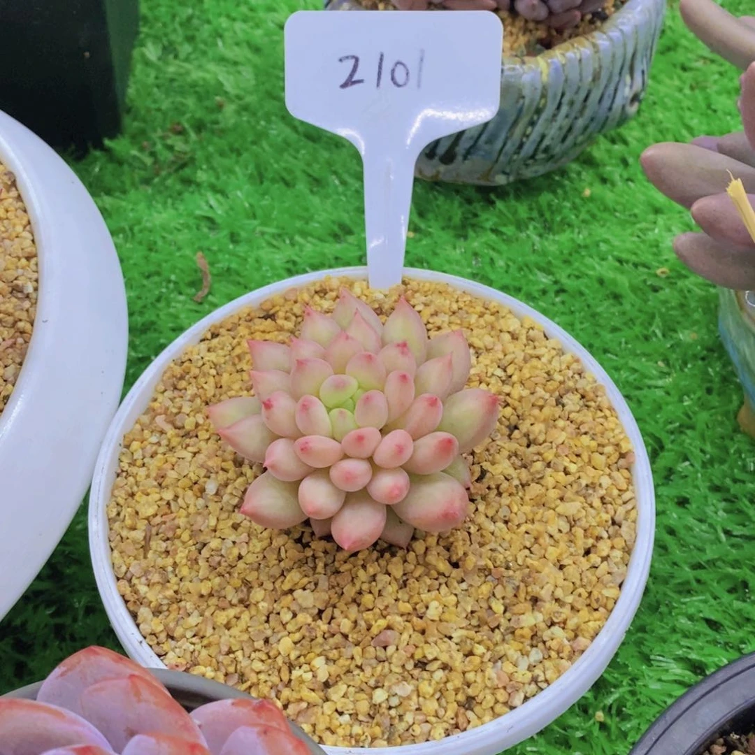 小***物开心多肉植物多肉