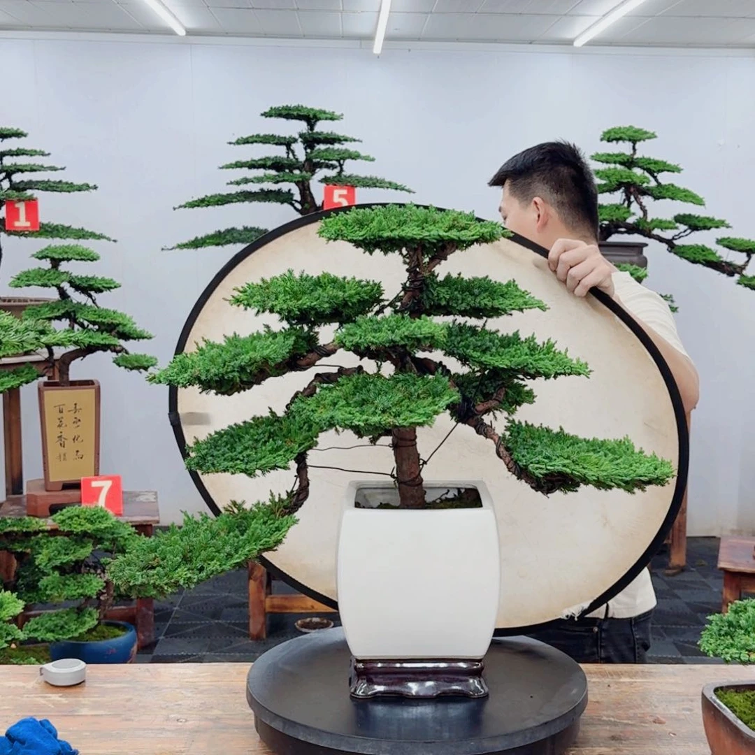 无花朵珍珠柏6666666666666