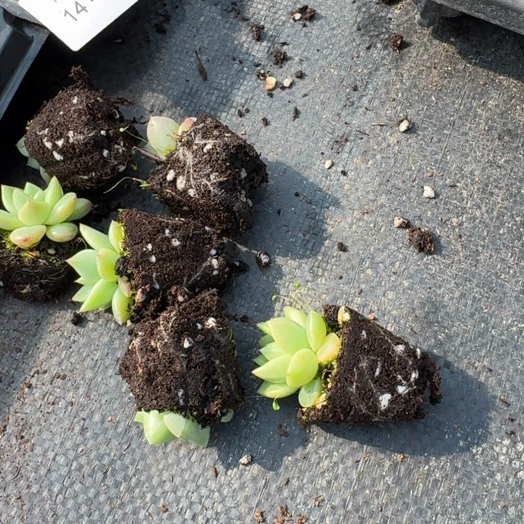 冰玉东云杂交六颗量拍14-50