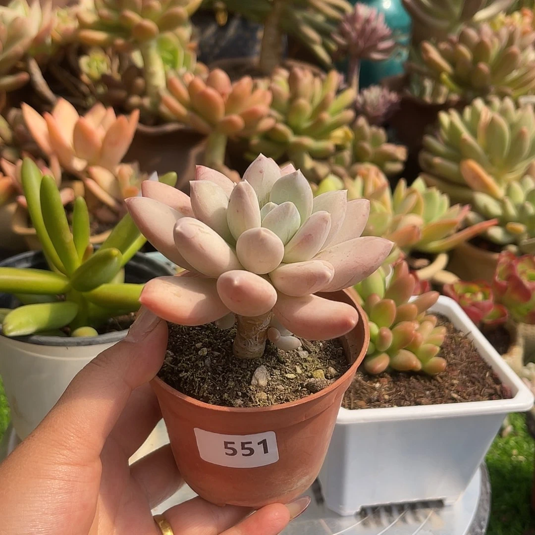 551。  厚叶草。 1111