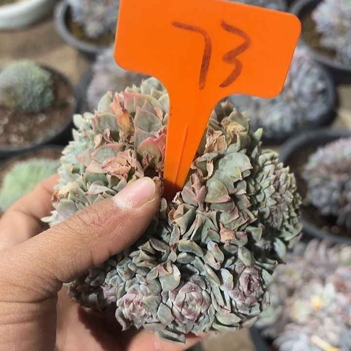 3***。冰魄缀化多头群山73